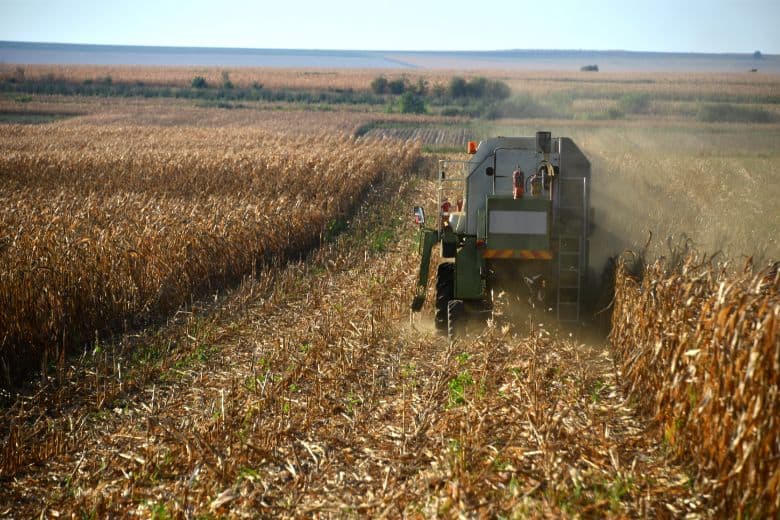 How to harvest corn without a combine