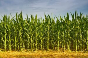 When to Plant Corn in Minnesota: A Guide to Timely Planting for Optimal Yield