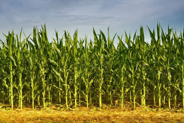 When to plant corn in minnesota