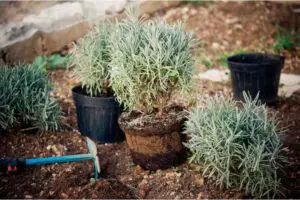 Analysis of Lavender Plant Water Requirements