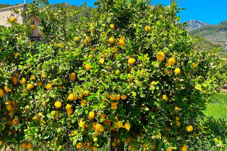Can Lemon Trees Grow In Michigan