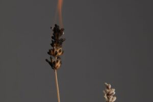 Can You Burn Lavender? Understanding This Popular Aromatherapy Question