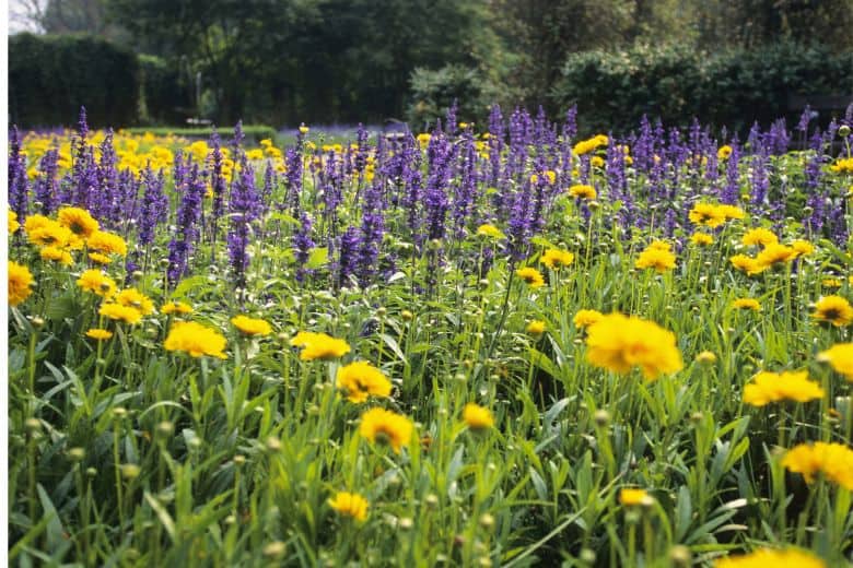 Can You Plant Lavender And Marigolds Together