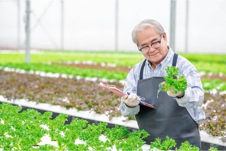 Can you grow carrots hydroponically