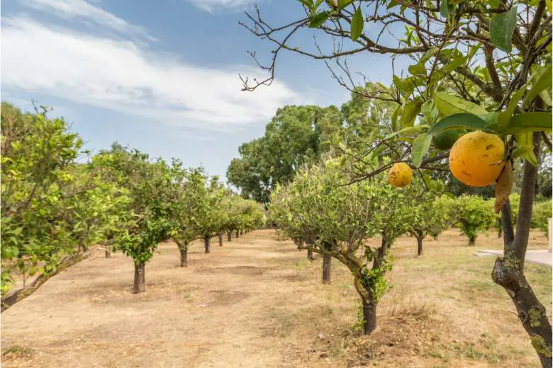 Climate Requirements of Lemon Trees
