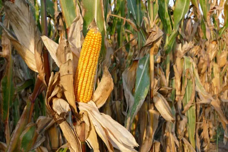 Corn Harvesting Close look