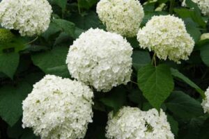 Does Hydrangea Smell Good? The Answer May Surprise You