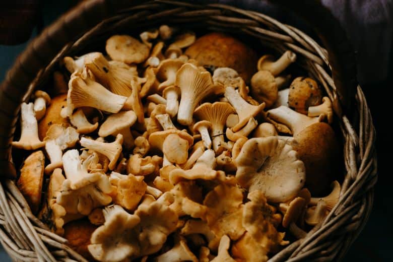 Edible Mushrooms In Minnesota