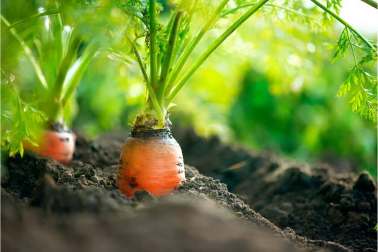 Growth stages of carrots