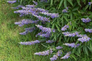 How to Fix Drooping Lavender