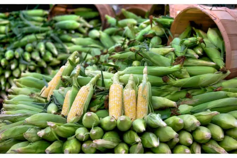 How to Grow 250 Bushel Corn
