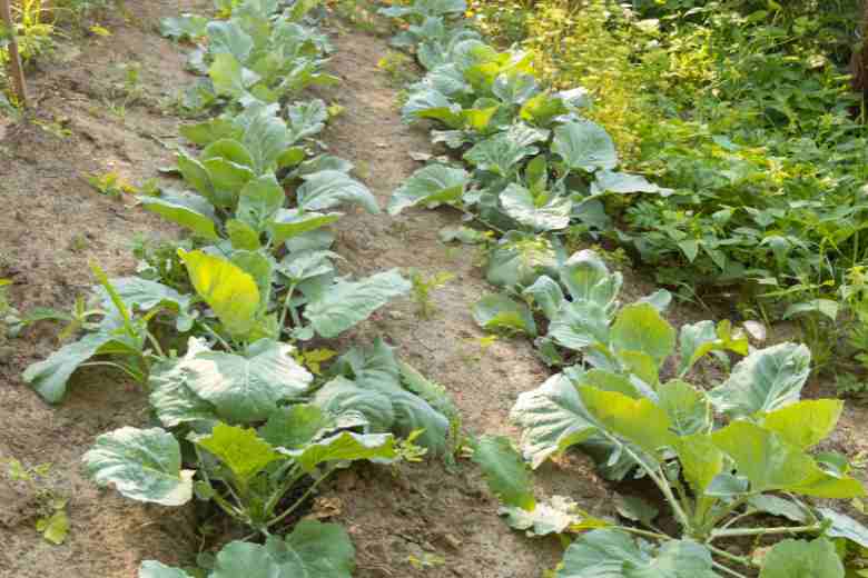 How to Grow Cabbage from Scraps