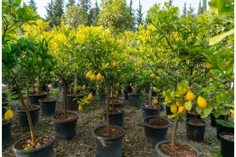 How to Plant Lemon Tree in Michigan