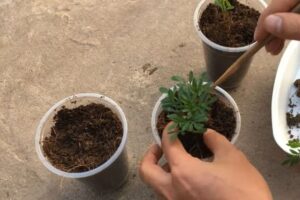 How to Plant Marigold Seeds in Cups? A Step-by-Step Guide