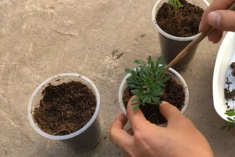 How to Plant Marigold Seeds in Cups