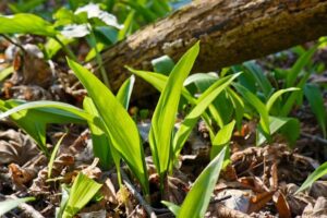 How to Preserve Wild Garlic: Best Methods to Enjoy it Year-Round