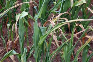 How to Save a Dying Corn Plant? 6 Immediate Action