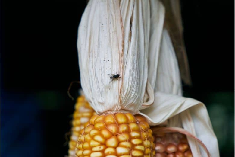 How to get rid of corn flies