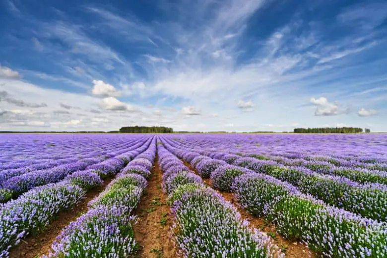 How to grow lavender in michigan