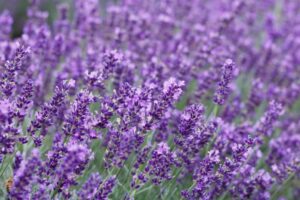 Growing Gorgeous Lavender in the Lone Star State (Texas)