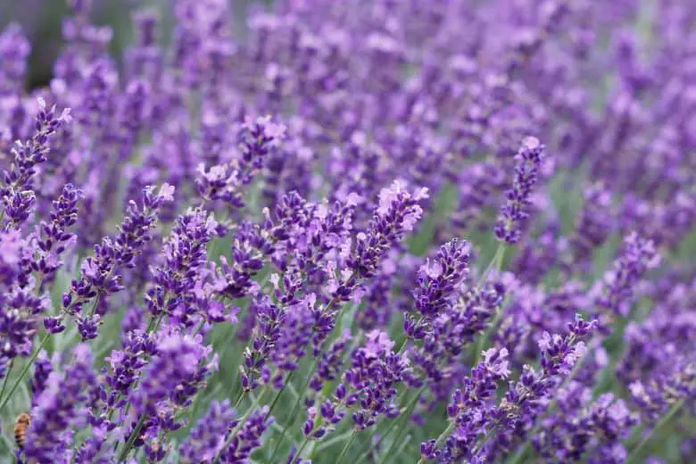 How to grow lavender in texas
