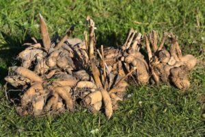 How to Pre Sprout Dahlia Tubers