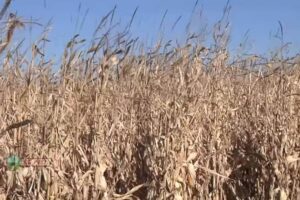 How to raise 300 bushel corn