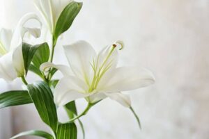 A Comprehensive Guide on How to Use Gibberellic Acid on Peace Lily