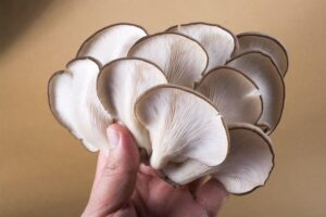 Is A Mushroom Abiotic Or Biotic