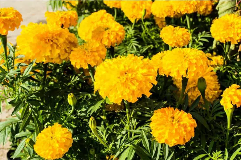 Marigold Plant Ongoing Care