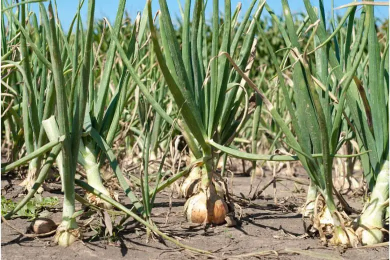 Onion growth stages