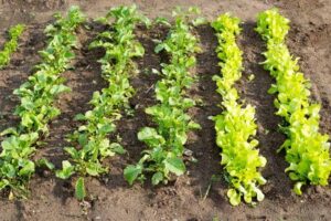 Radishes plant with lettuce