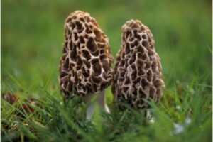Soil Temp for Morel Mushrooms: A Comprehensive Guide