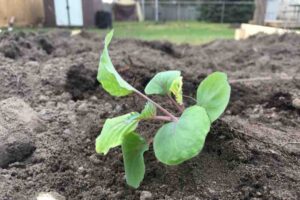 Transplanting Cabbage Seedlings
