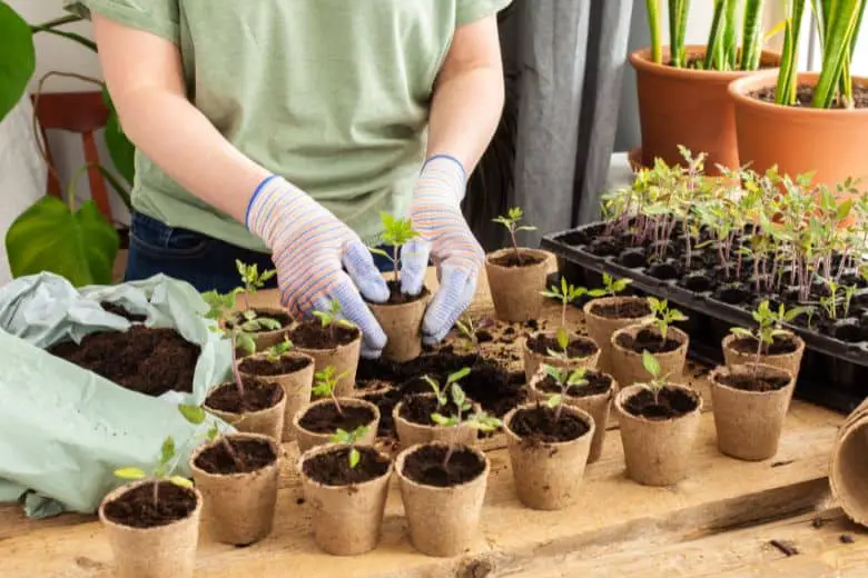 Transplanting Marigold Seedlings Outdoors