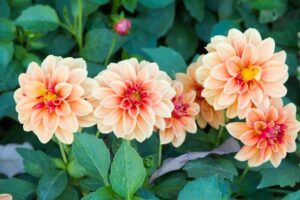What Does Dahlia Gall Look Like