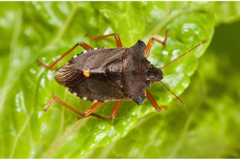 What to Plant With Lettuce to Keep Bugs Away