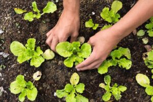 When To Plant Lettuce In Ct
