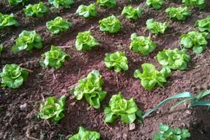When To Plant Lettuce In Iowa