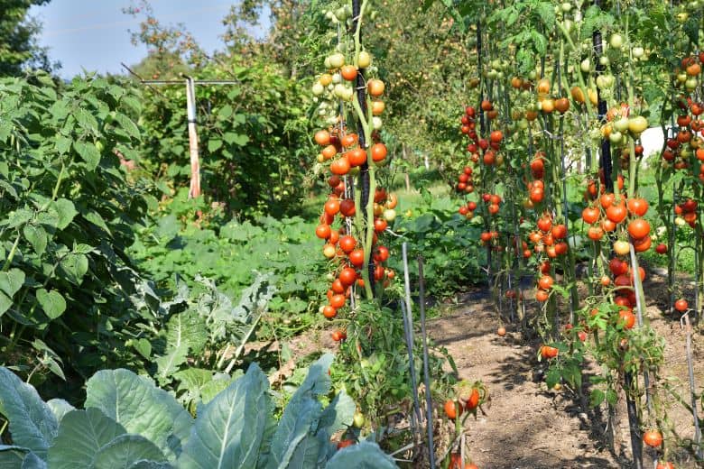 When To Plant Tomatoes In Arkansas