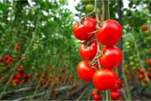 When To Plant Tomatoes In Colorado