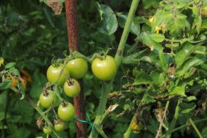 When To Plant Tomatoes In Iowa-Know the Ideal Timing