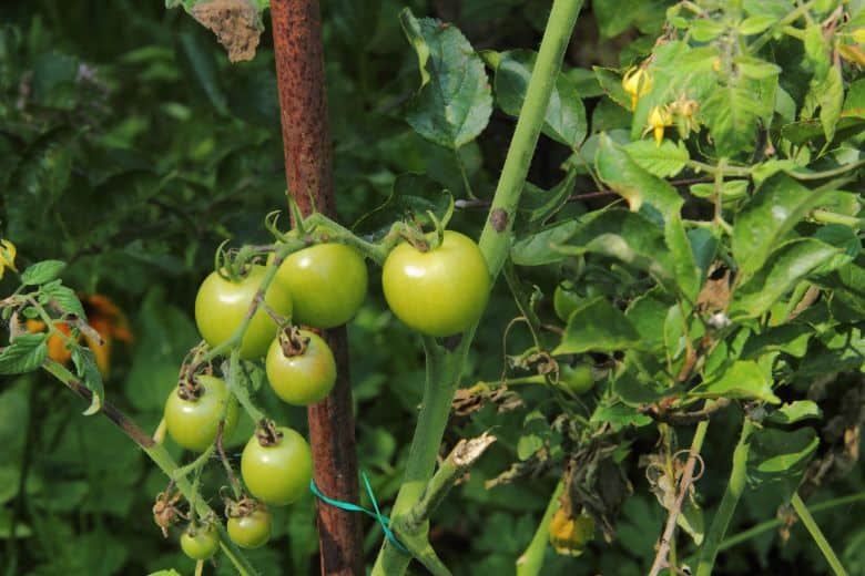 When To Plant Tomatoes In Iowa