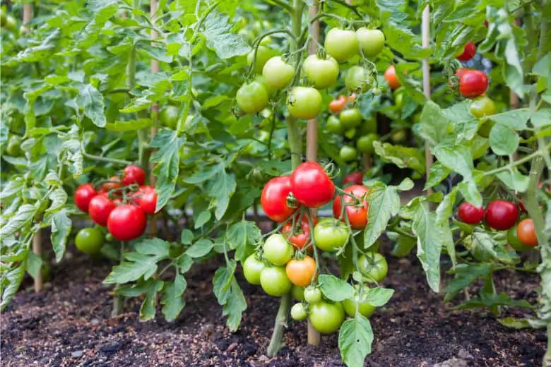 When To Plant Tomatoes In Sc