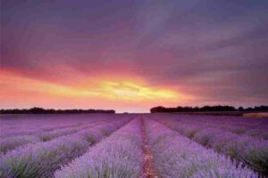 When is the Best Time to Transplant Lavender