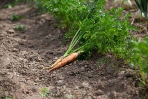 When to Plant Carrots in Arkansas