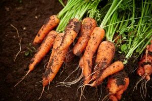 When to Plant Carrots in Massachusetts