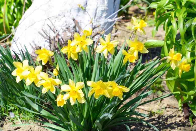 When to Plant Daffodil Bulbs in Nc