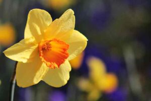When to Plant Daffodil Bulbs in Tennessee