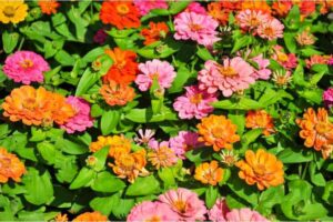 When to Plant Zinnia Seeds in Texas-The Best Time to Sow the Seeds of Joy